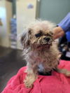 adoptable Dog in rockwall, TX named Maggie