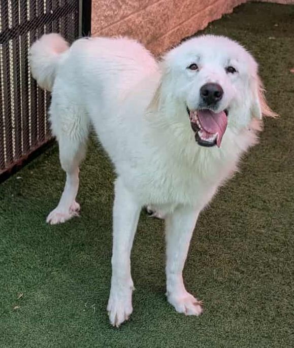 adoptable Dog in Rockwall, TX named Helen - $75 Adoption Fee! Diamond Dog!