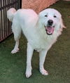 adoptable Dog in rockwall, TX named Helen - $75 Adoption Fee!  Diamond Dog!