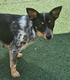 adoptable Dog in rockwall, TX named Juniper