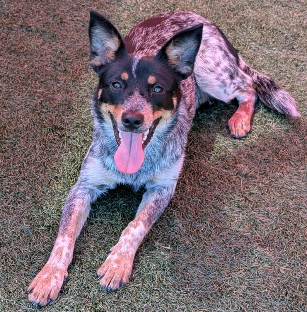 adoptable Dog in Rockwall, TX named Juniper