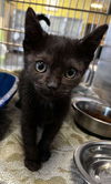 adoptable Cat in rockwall, TX named Maddox