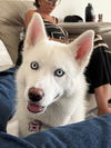 adoptable Dog in rockwall, TX named Harley- In Foster
