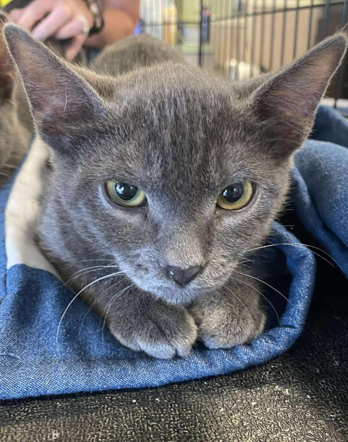 adoptable Cat in Rockwall, TX named Forest