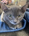 adoptable Cat in  named Forest