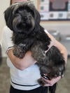 adoptable Dog in rockwall, TX named Found stray: Cora