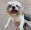 adoptable Dog in  named Found stray: Holly