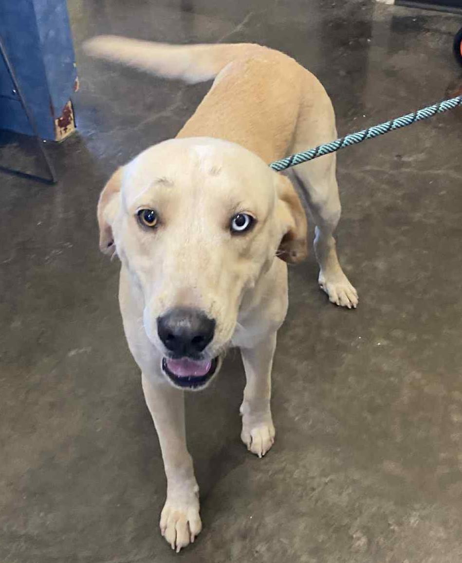 adoptable Dog in Rockwall, TX named Found stray: Bodhi