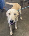 adoptable Dog in  named Found stray: Bodhi