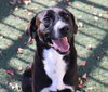 Popeye - $75 Adoption Fee! Diamond Dog! - Photo 1