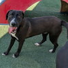 Popeye - $75 Adoption Fee! Diamond Dog! - Photo 3