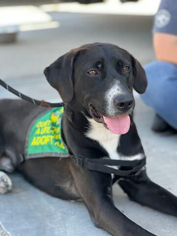 Popeye - $75 Adoption Fee! Diamond Dog!