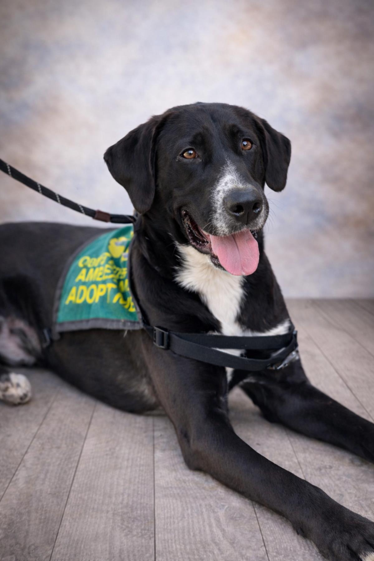 Popeye - $75 Adoption Fee! Diamond Dog!