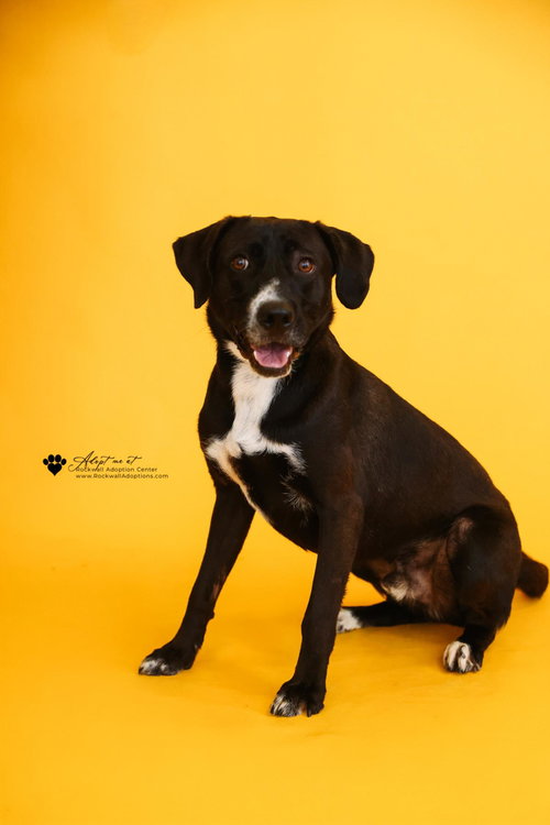 POPEYE - $75 ADOPTION FEE! DIAMOND DOG! - Labrador Retriever / Collie available for adoption
