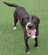 Popeye - $75 Adoption Fee! Diamond Dog! - Photo 2
