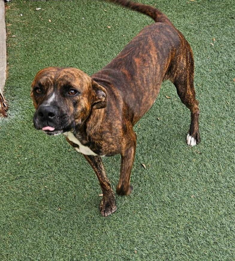 Sheldon-$75 Adoption Fee! Diamond Dog!