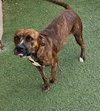 Sheldon-$75 Adoption Fee! Diamond Dog! - Photo 1