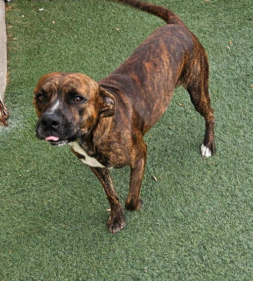 SHELDON-$75 ADOPTION FEE! DIAMOND DOG! - Pit Bull Terrier / Plott Hound available for adoption