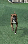 Sheldon-$75 Adoption Fee! Diamond Dog! - Photo 4