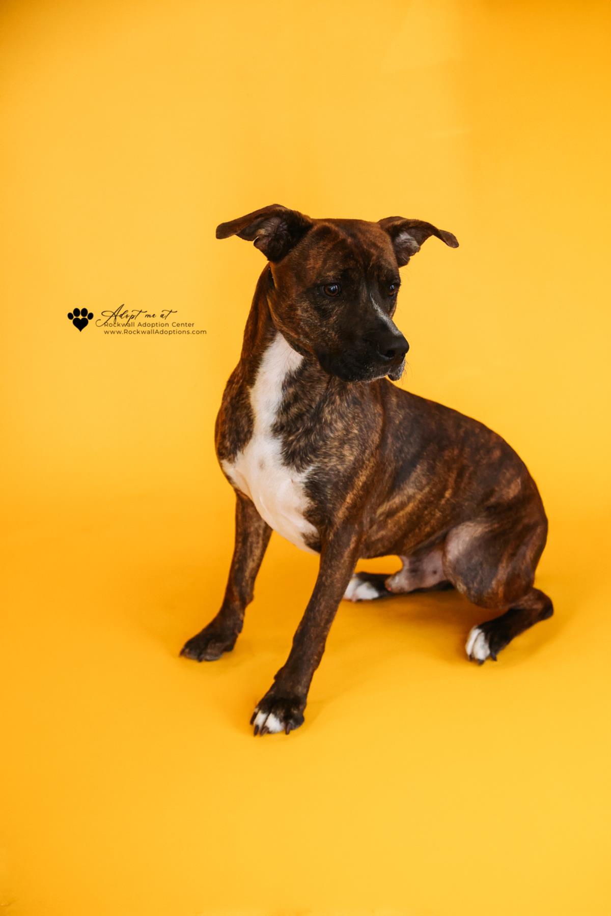 Sheldon-$75 Adoption Fee! Diamond Dog! Image