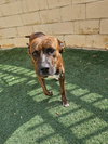 Sheldon-$75 Adoption Fee! Diamond Dog! - Photo 2