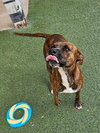 Sheldon-$75 Adoption Fee! Diamond Dog! - Photo 4