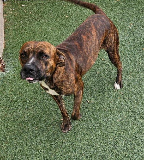 Sheldon-$75 Adoption Fee! Diamond Dog!