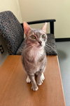Puck - Photo 3