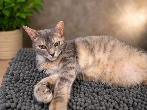 Puck, an adoptable Domestic Short Hair in Rockwall, TX