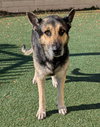 Archie $75 Adoption Fee! Diamond Dog! - Photo 2