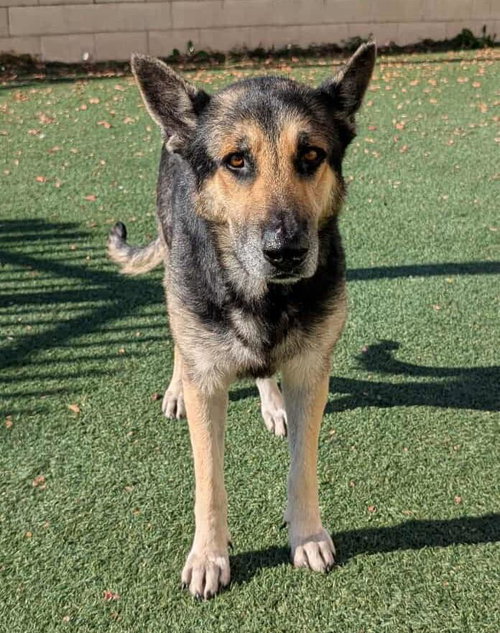 ARCHIE $75 ADOPTION FEE! DIAMOND DOG! - German Shepherd Dog available for adoption