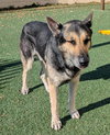 Archie $75 Adoption Fee! Diamond Dog! - Photo 3
