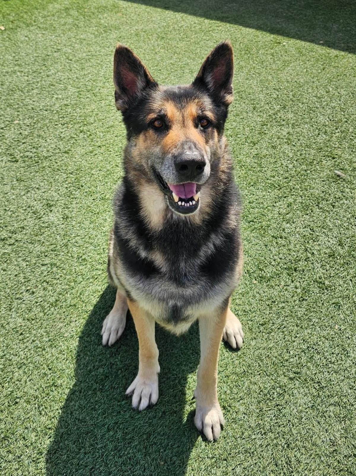 Archie $75 Adoption Fee! Diamond Dog!