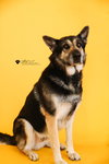 Archie $75 Adoption Fee! Diamond Dog! - Photo 1