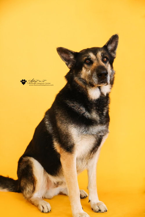 ARCHIE $75 ADOPTION FEE! DIAMOND DOG! - German Shepherd Dog available for adoption