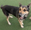 Archie $75 Adoption Fee! Diamond Dog! - Photo 3