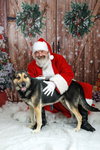 Archie $75 Adoption Fee! Diamond Dog! - Photo 4