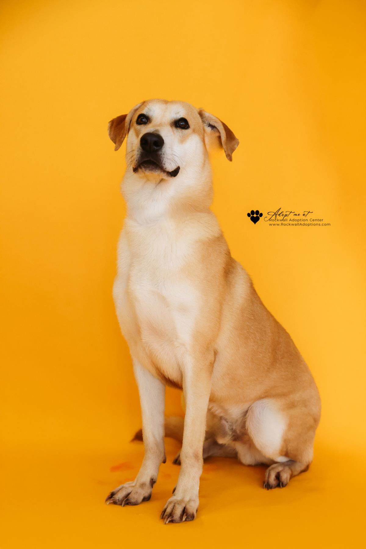 Rupert- $75 Adoption Fee! Diamond Dog! Image