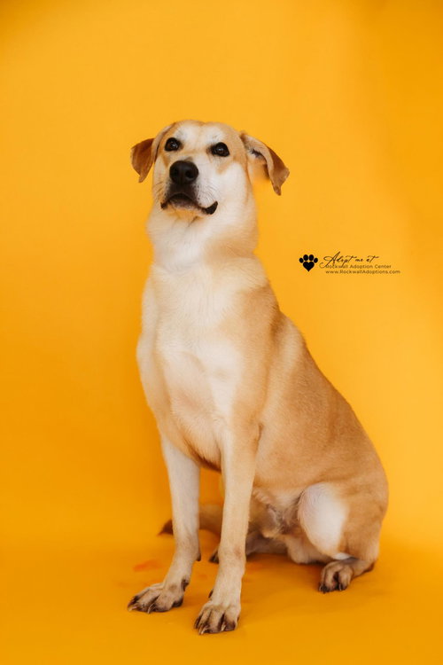 RUPERT- $75 ADOPTION FEE! DIAMOND DOG! - Black Mouth Cur / Whippet available for adoption