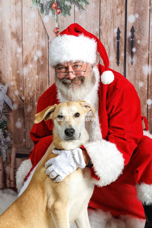 RUPERT- $75 ADOPTION FEE! DIAMOND DOG! - Black Mouth Cur / Whippet available for adoption