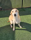 Rupert- $75 Adoption Fee! Diamond Dog! - Photo 4