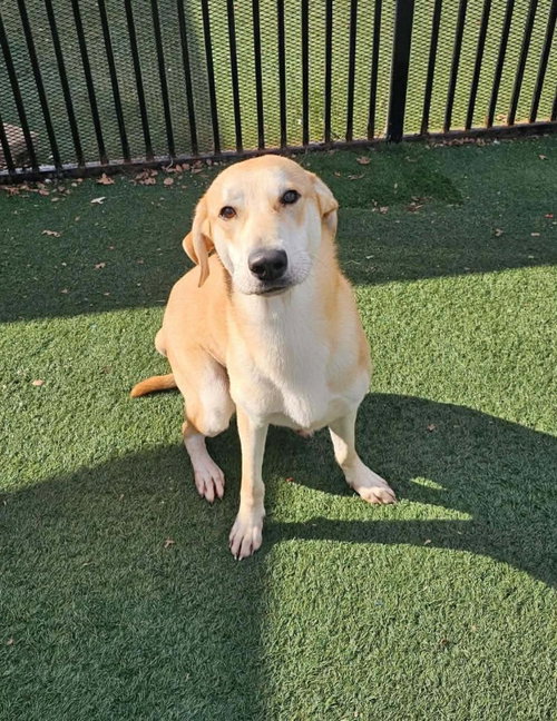 Rupert- $75 Adoption Fee! Diamond Dog photo 4