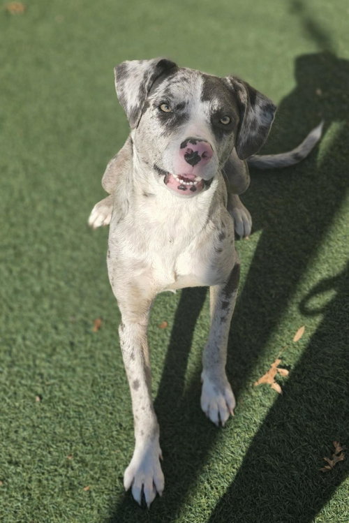 VINCENT - Catahoula Leopard Dog available for adoption