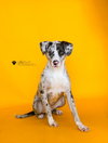 Vincent-$75 Adoption Fee! Diamond Dog! - Photo 1