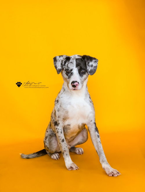 VINCENT - Catahoula Leopard Dog available for adoption