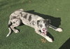 Vincent-$75 Adoption Fee! Diamond Dog! - Photo 2