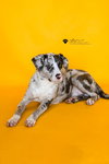 Vincent-$75 Adoption Fee! Diamond Dog! - Photo 3