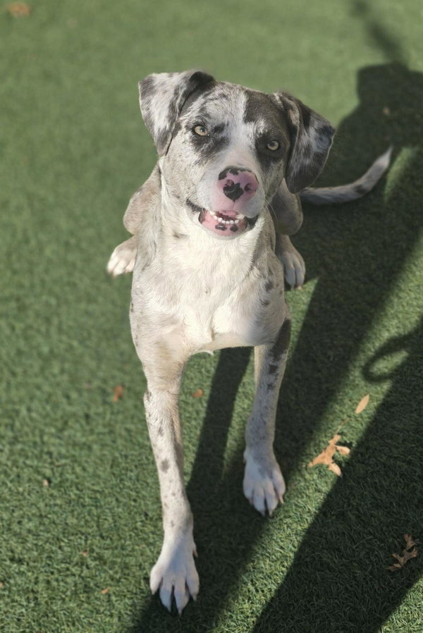 Vincent-$75 Adoption Fee! Diamond Dog!
