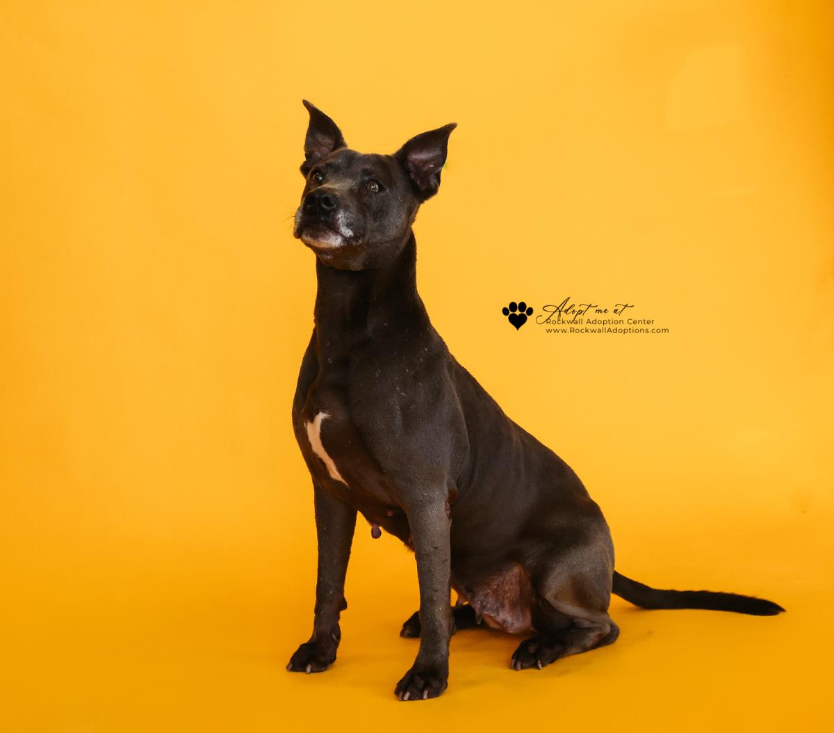 Chyanne-Adoption Fee $75! Diamond Dog! Image