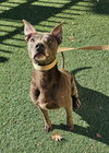 Chyanne-Adoption Fee $75! Diamond Dog! - Photo 2